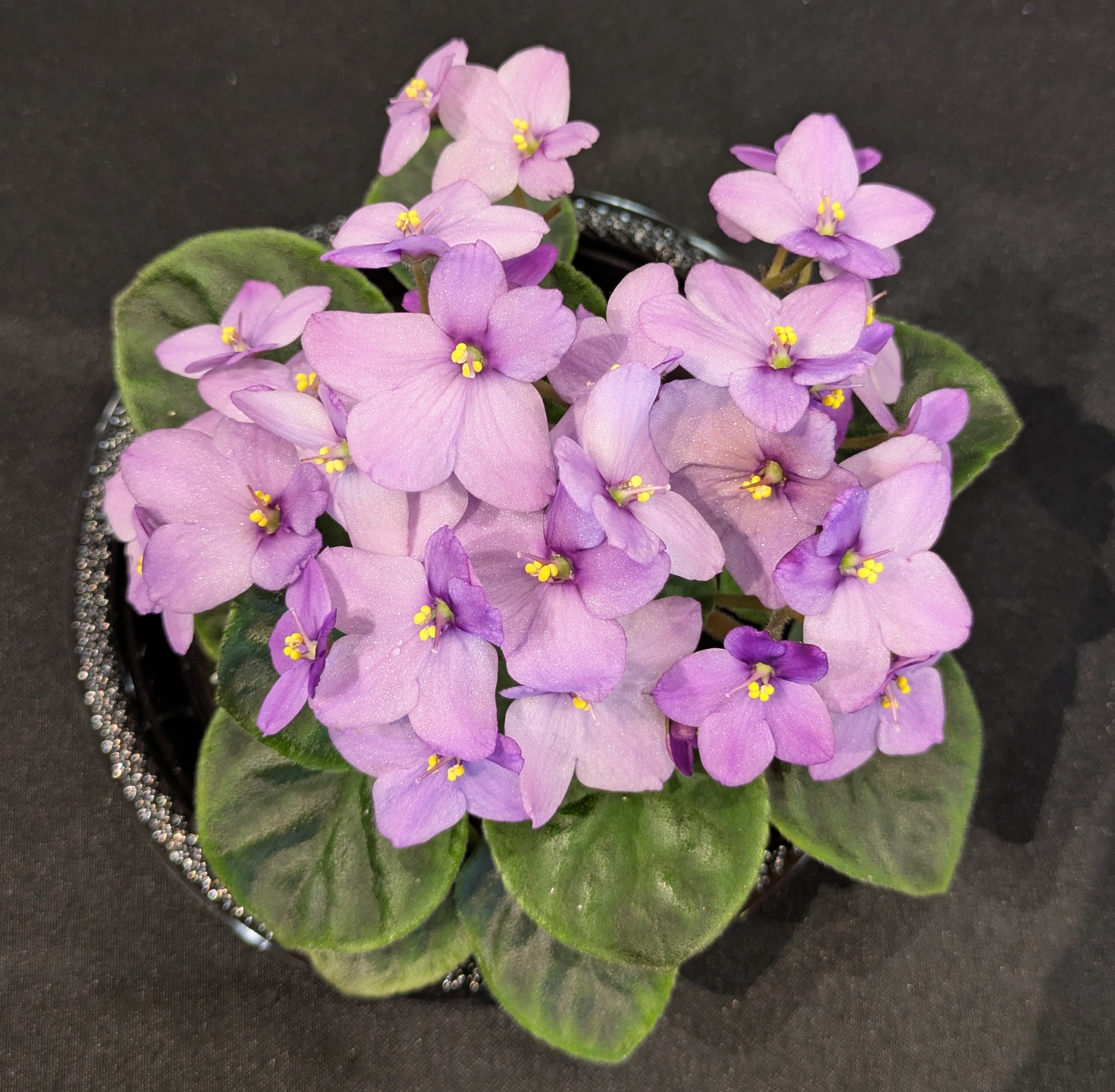 African Violet Show