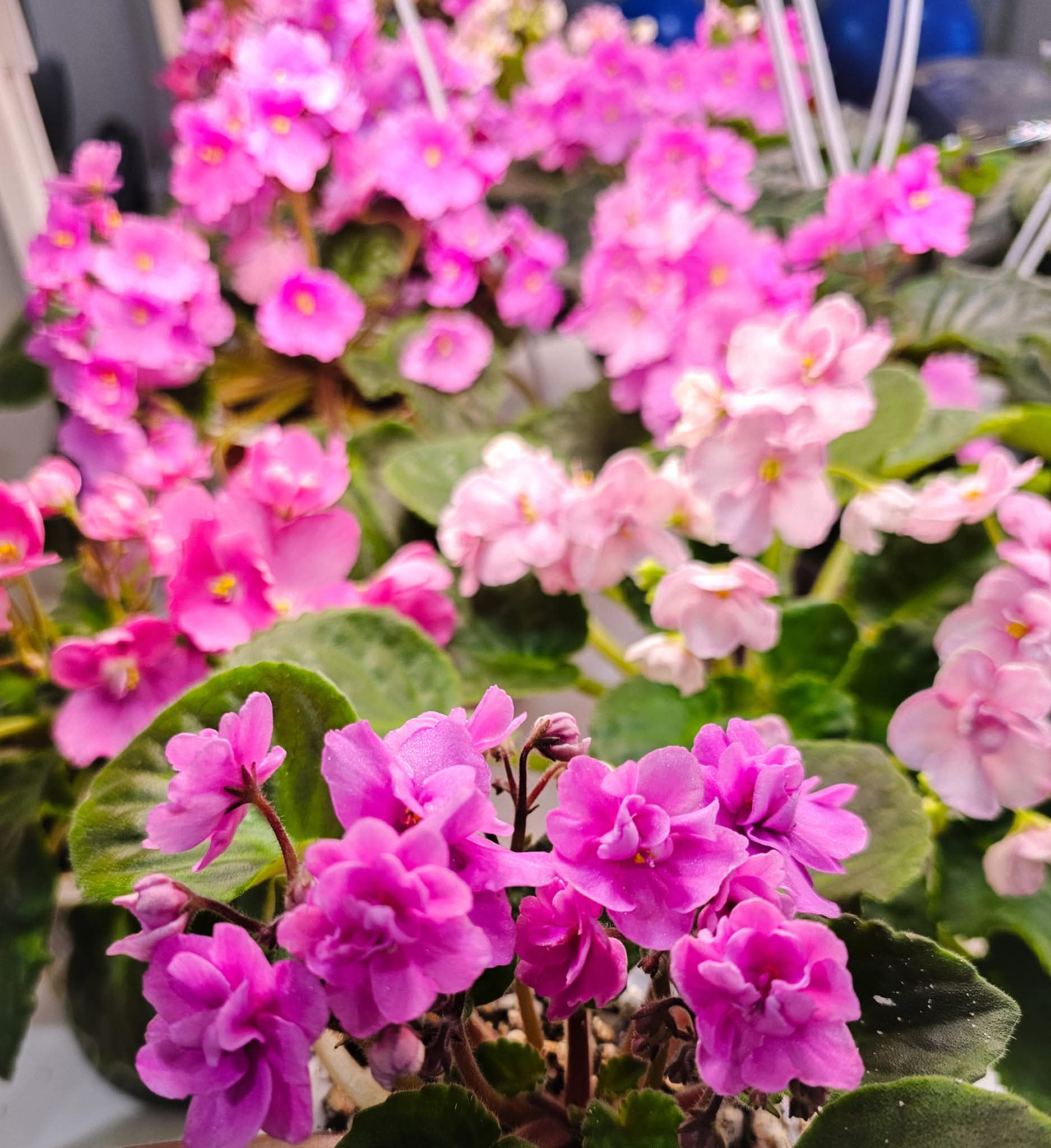 Beautiful African Violets