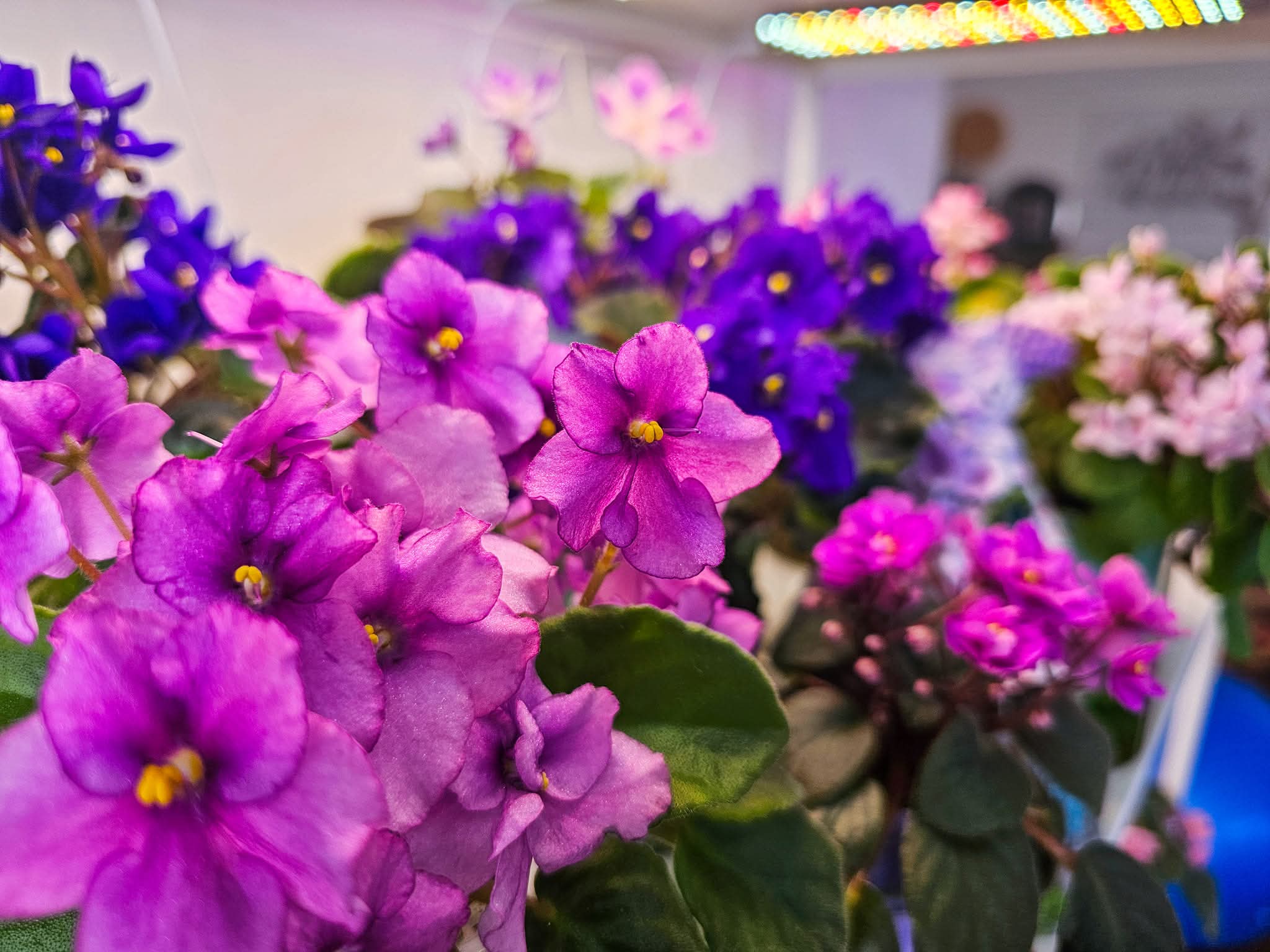 African Violet Show - Photo by Lei Wen