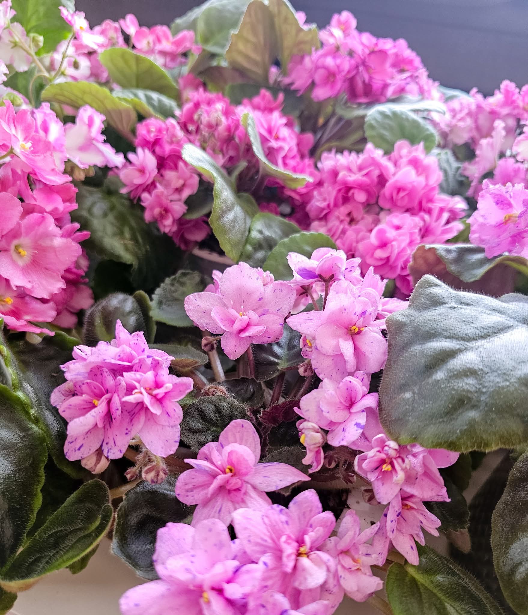 African Violet Show - Photo by Lei Wen